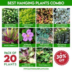 best hanging plants combo