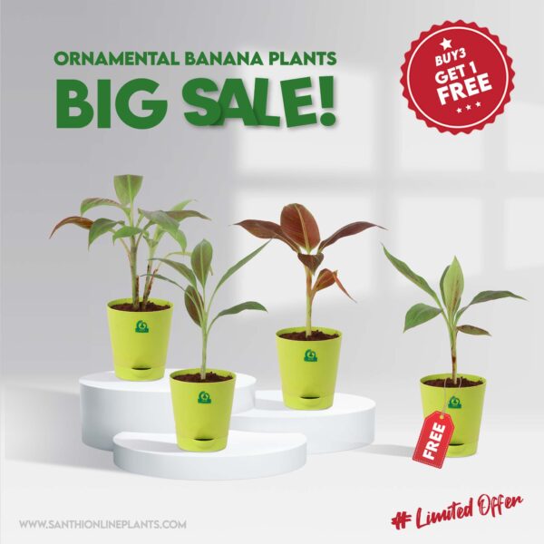 Ornamental Banana Plant-Big Sale