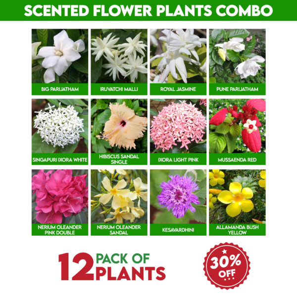 scented flower plants combo