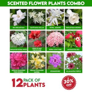 Scented Flower Plants Combo