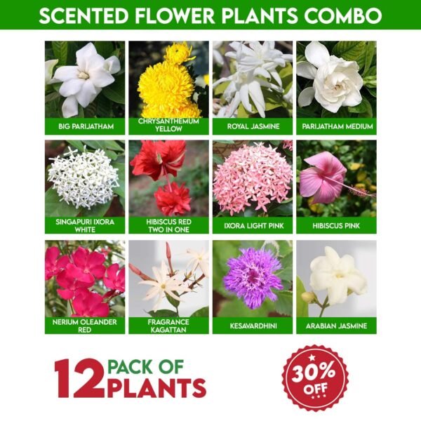Scented Flower Plants Combo