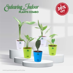Endearing Indoor Plants Combo