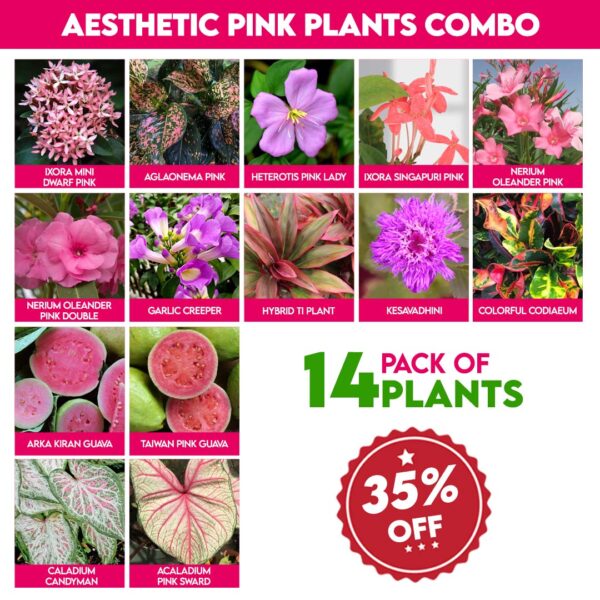 Aesthetic Pink Plants Combo