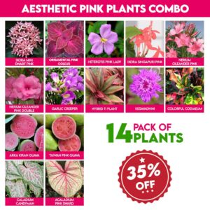 Aesthetic Pink Plants Combo