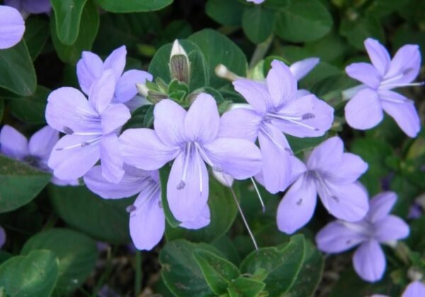 Barleria Obtusa Blue