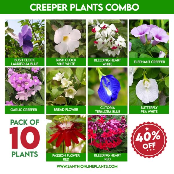 Creeper Plants Combo