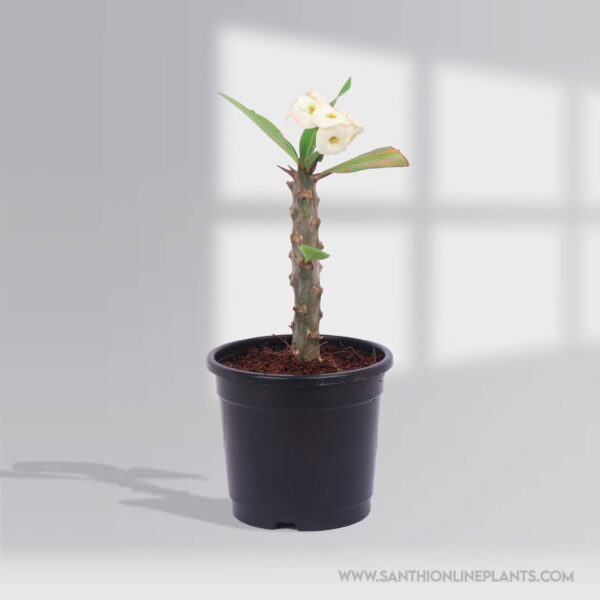 Euphorbia Milii White Pot Plant