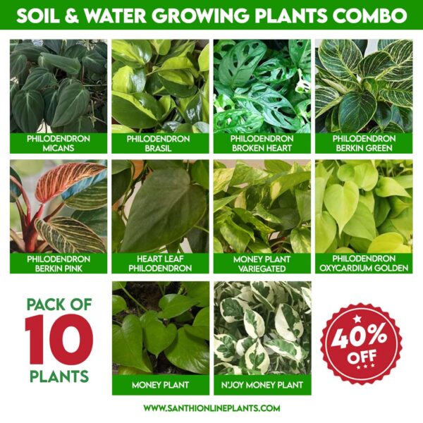 Soil & Water Growing Plants Combo