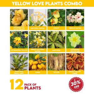 Yellow love plants combo