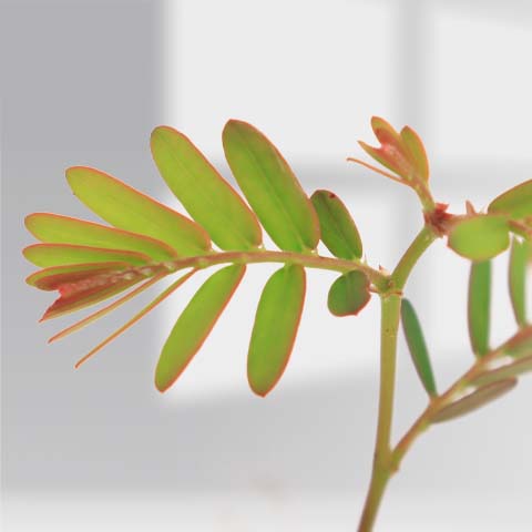 amla plant