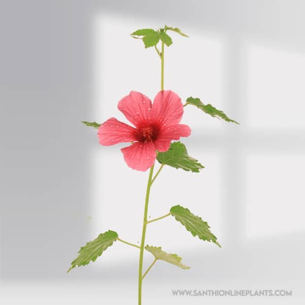 Hibiscus cannabinus - Gongura Pulichakeerai
