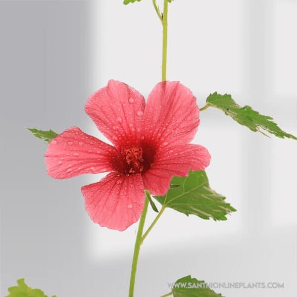 Hibiscus cannabinus - Gongura Pulichakeerai