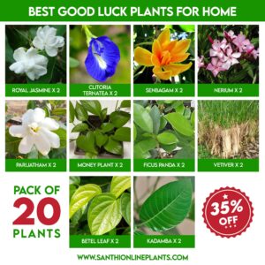 Best Good Luck Plants for home
