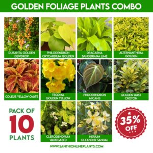 Golden foliage plants combo