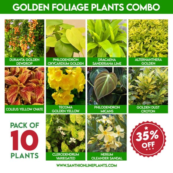 Golden foliage plants combo