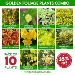 golden foliage plants combo