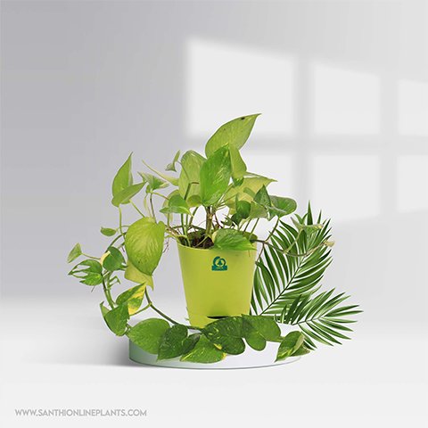 lucky indoor plants for home