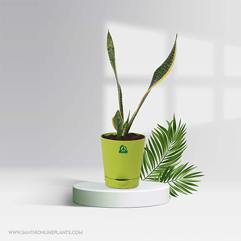 lucky indoor plants for home