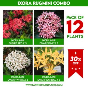 Ixora Rugmini Plants Combo