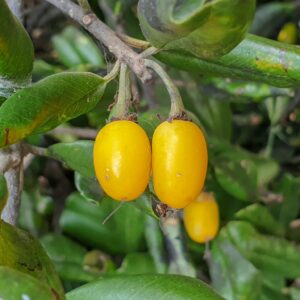 Khirni Fruit Plant -Manilkara hexandra
