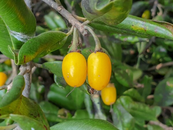 Khirni Fruit Plant -Manilkara hexandra