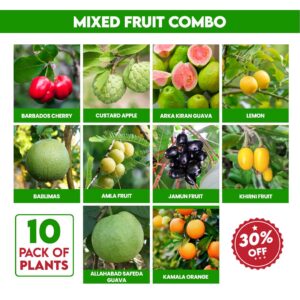 Mixed Fruit Combo