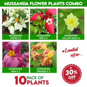 Mussanda Flower Plants Combo