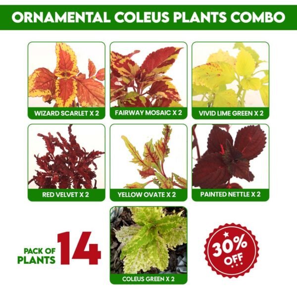 Ornamental Coleus Combo