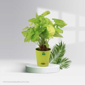 Syngonium (Arrowhead) Pot Plant