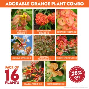 adorable orange plant combo