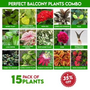 perfect balcony plants combo