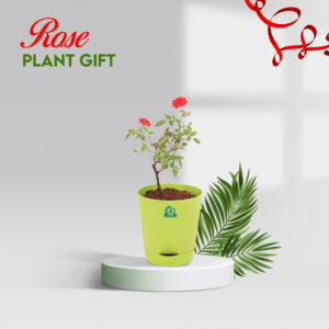 rose plant gift