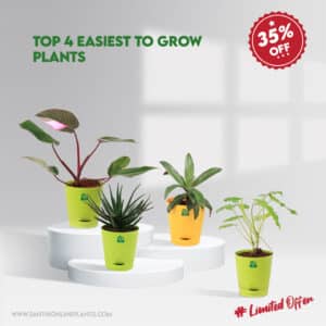 Top 4 easiest to grow plants