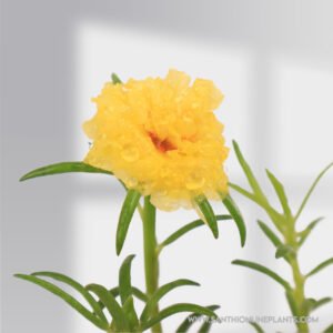 Portulaca 9'O Clock Lime Yellow