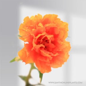 Portulaca 9'o clock orange