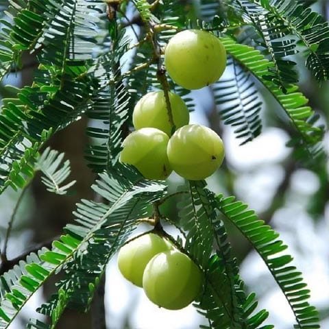 home garden plants