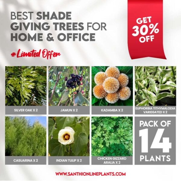 Best Shade Giving Tree For Home And Office