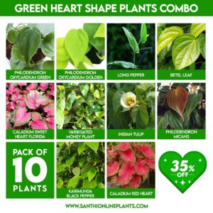 Green Heart Shape Plants Combo