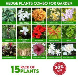 Hedge Plants Combo for Garden