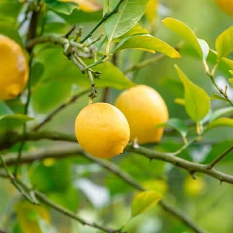 best fruit plants for home garden