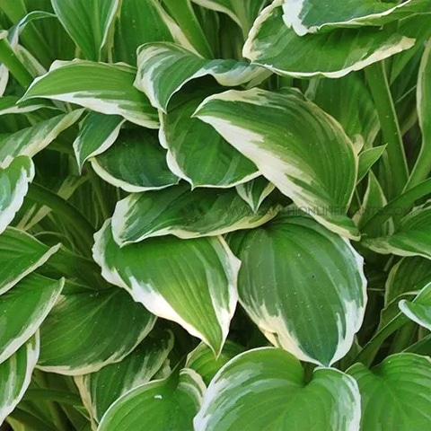 Different Variegated Plants