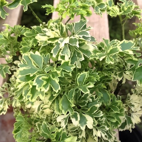 variegated money plant