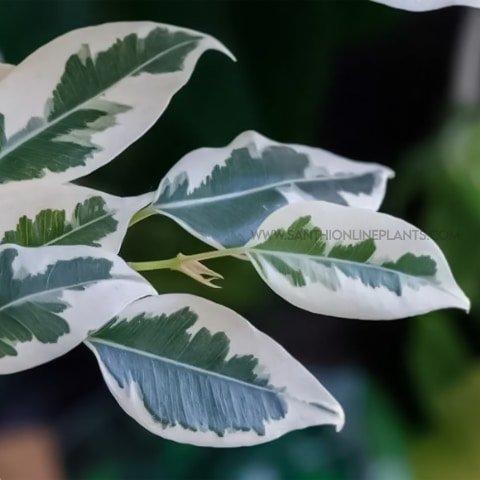 variegated indoor plants