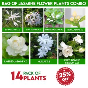 Bag of Jasmine flower plants combo