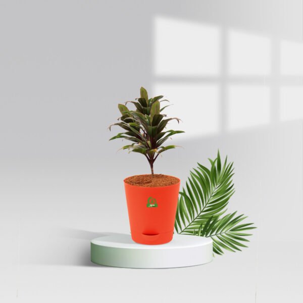 Cordyline Dwarf Ti Pot Plant