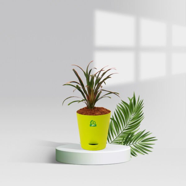 Cordyline americana Pot Plant