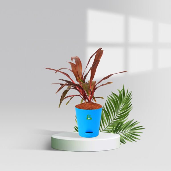 Cordyline Slimjim Pot Plant