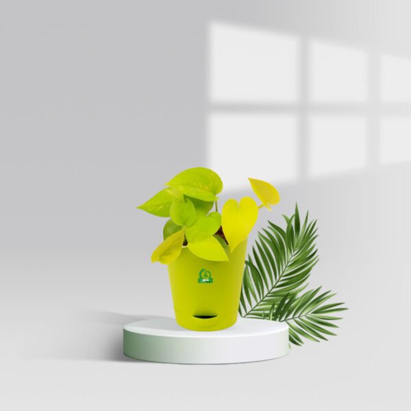 Golden money plant with pot