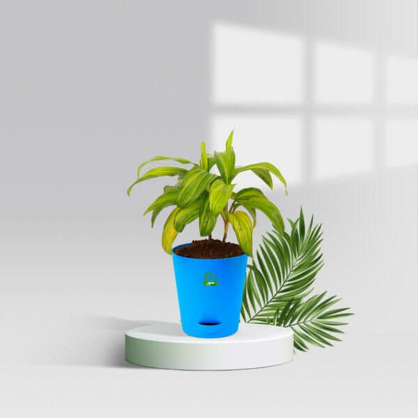 Cordyline LemonLime Pot Plant