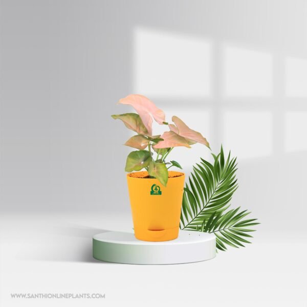 Syngonium Pink Perfection Pot Plant